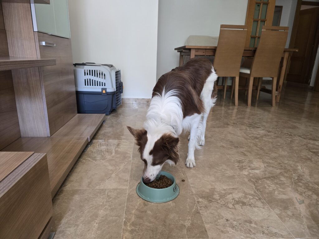 Loki, border collie adulto, comiendo pienso de su cuenco en casa