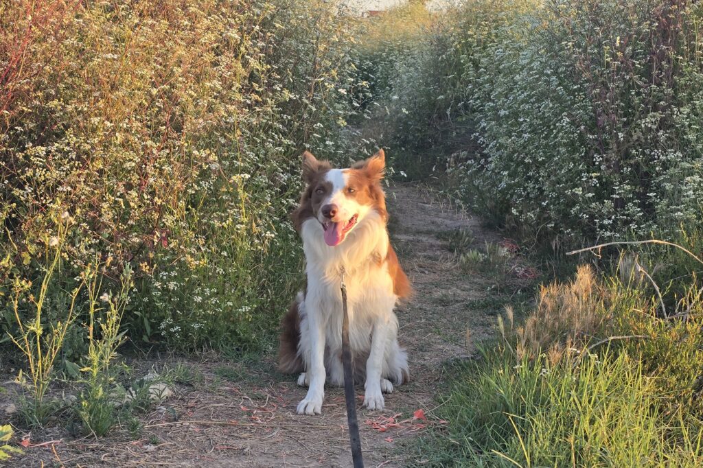 Loki, border collie marrón y blanco, sentado en un camino de la huerta de Valencia al atardecer