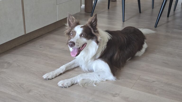 Loki, border collie marrón y blanco, tumbado relajado en el suelo de casa
