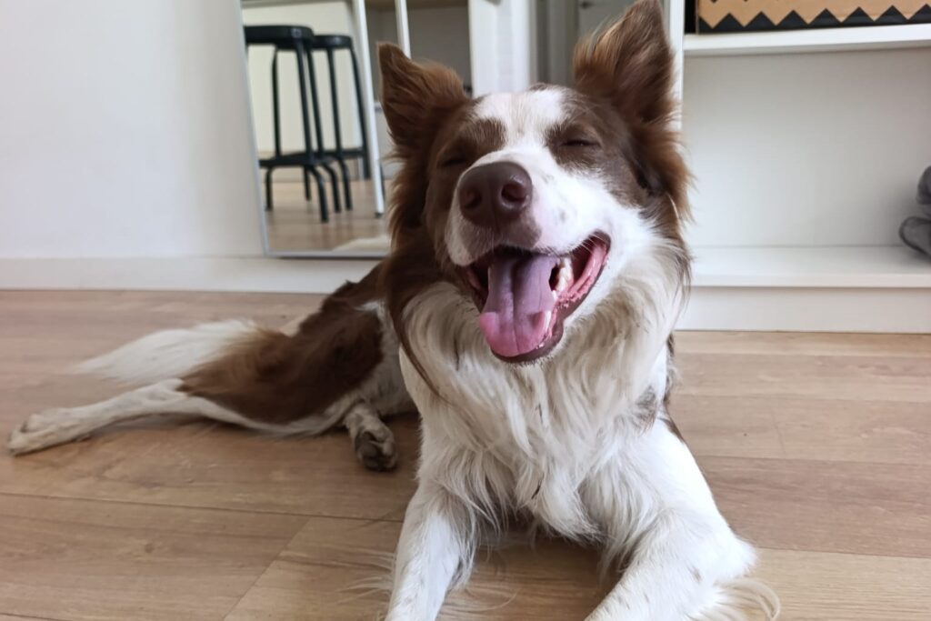 Loki border collie adulto en casa