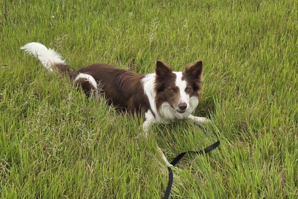 Loki border collie en postura de alerta hipervigilante