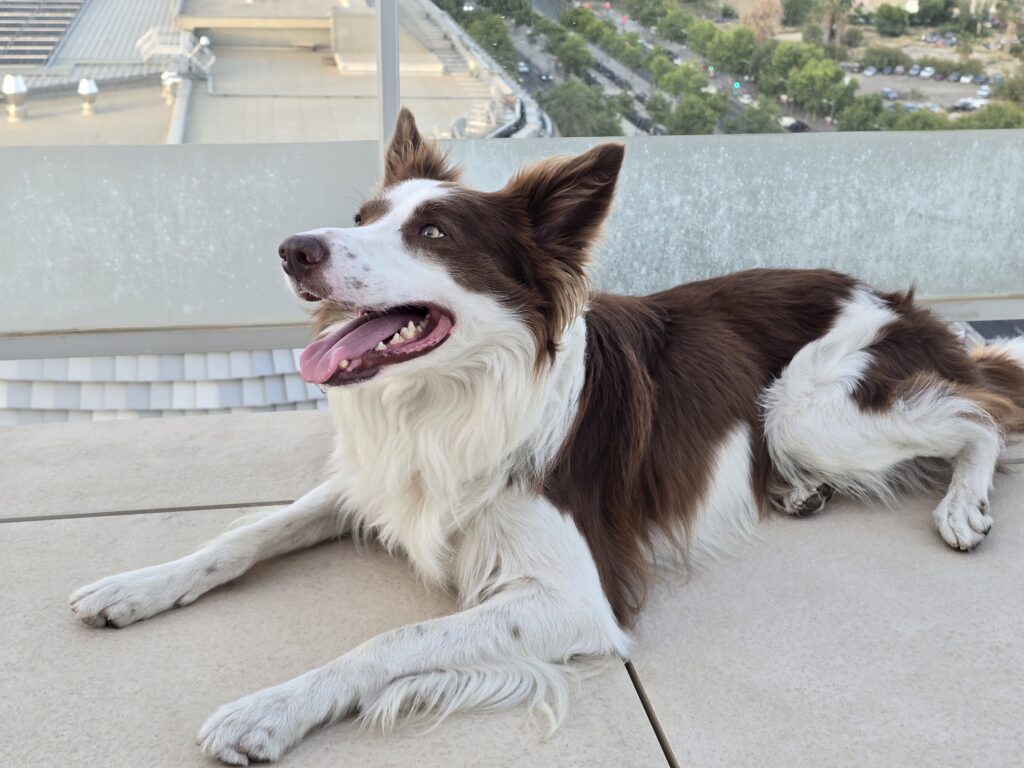 Loki, border collie marrón y blanco, tumbado en un balcón con vistas a Valencia