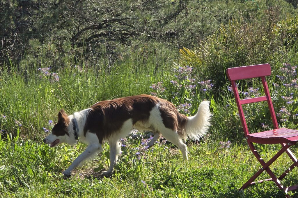 Loki border collie explorando la parcela de la casa rural