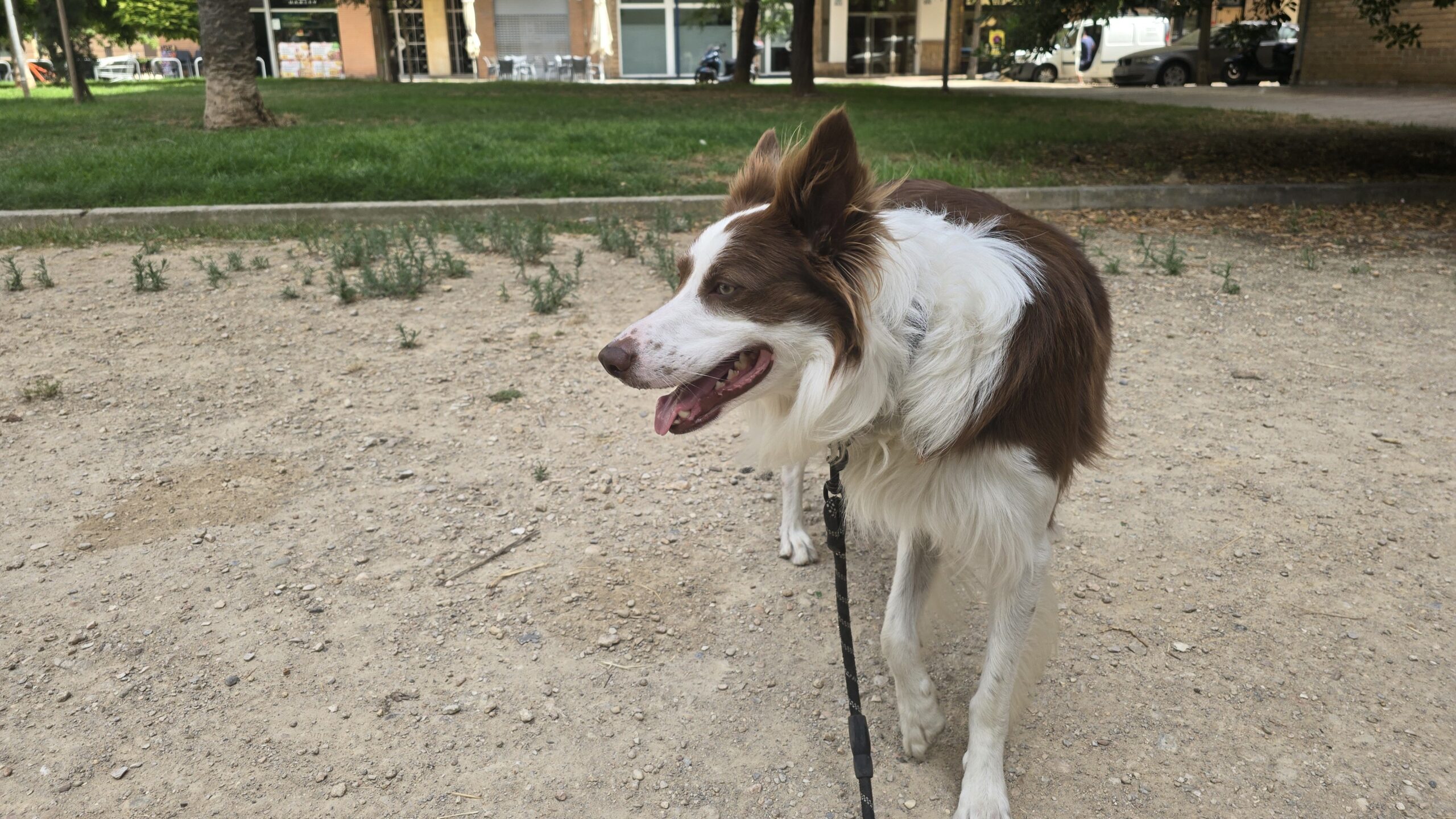 ¿Es obligatorio tener seguro para perros en España? Lo que descubrí investigando para Loki