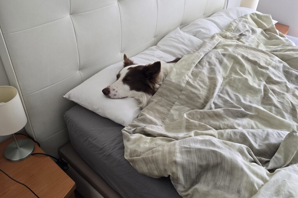 Loki border collie durmiendo en la cama con almohada