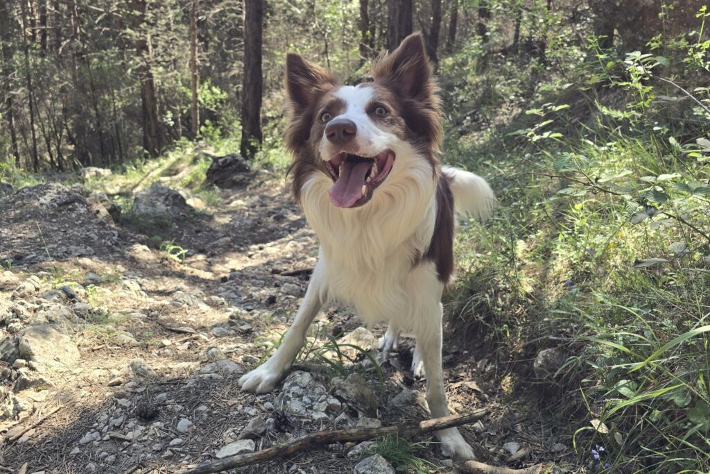 Loki border collie feliz explorando el monte
