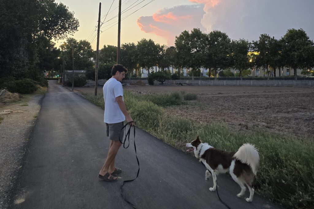 Paseo con border collie reactivo por la huerta de Valencia