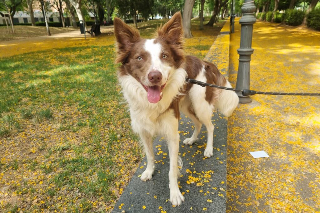 Loki border collie paseando por el parque de Valencia