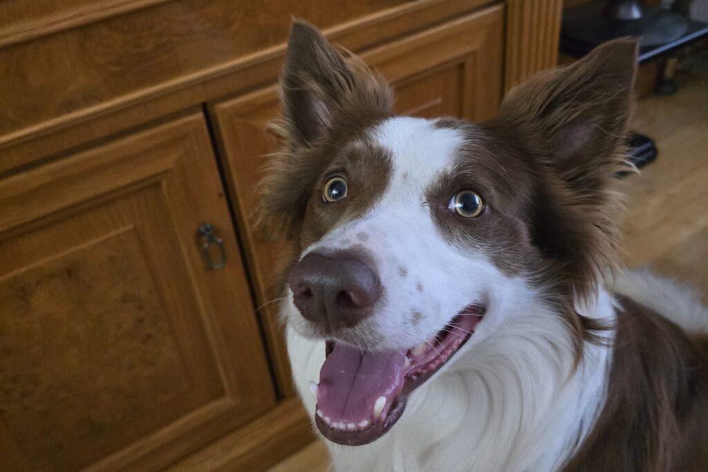 Primer plano de Loki, border collie, con el morro y la cara bien visibles mirando a cámara