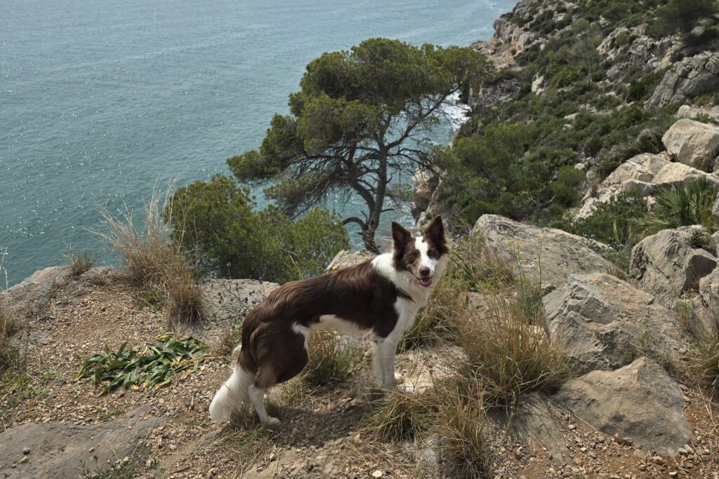 Loki border collie en un acantilado con el mar Mediterráneo de fondo