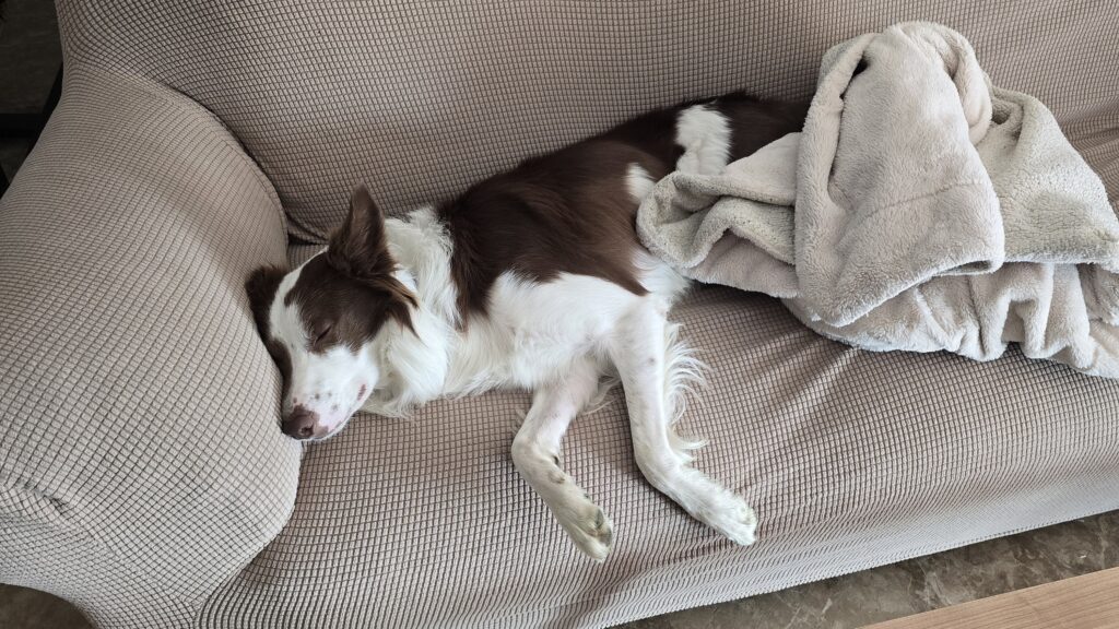 Loki border collie descansando en el sofá del piso