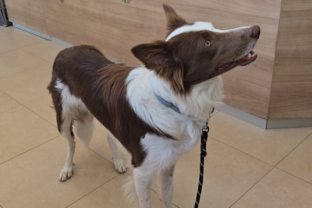  Loki border collie en la clínica veterinaria