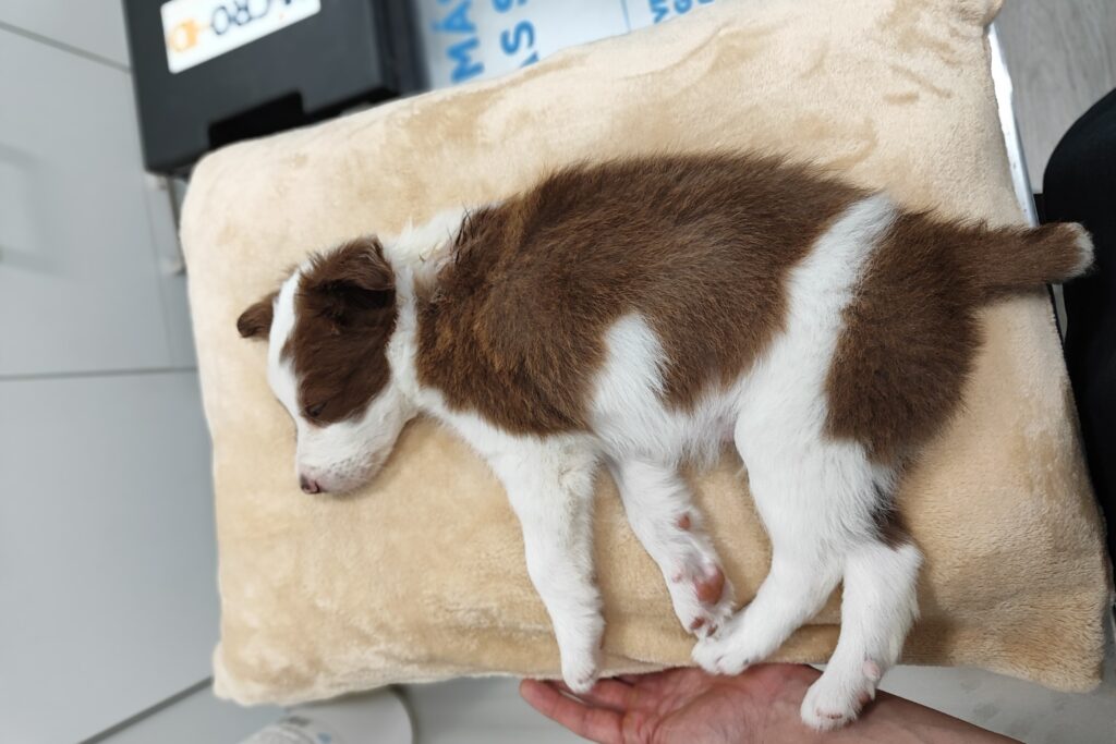 Loki de cachorro durmiendo sobre una camita en la clínica veterinaria