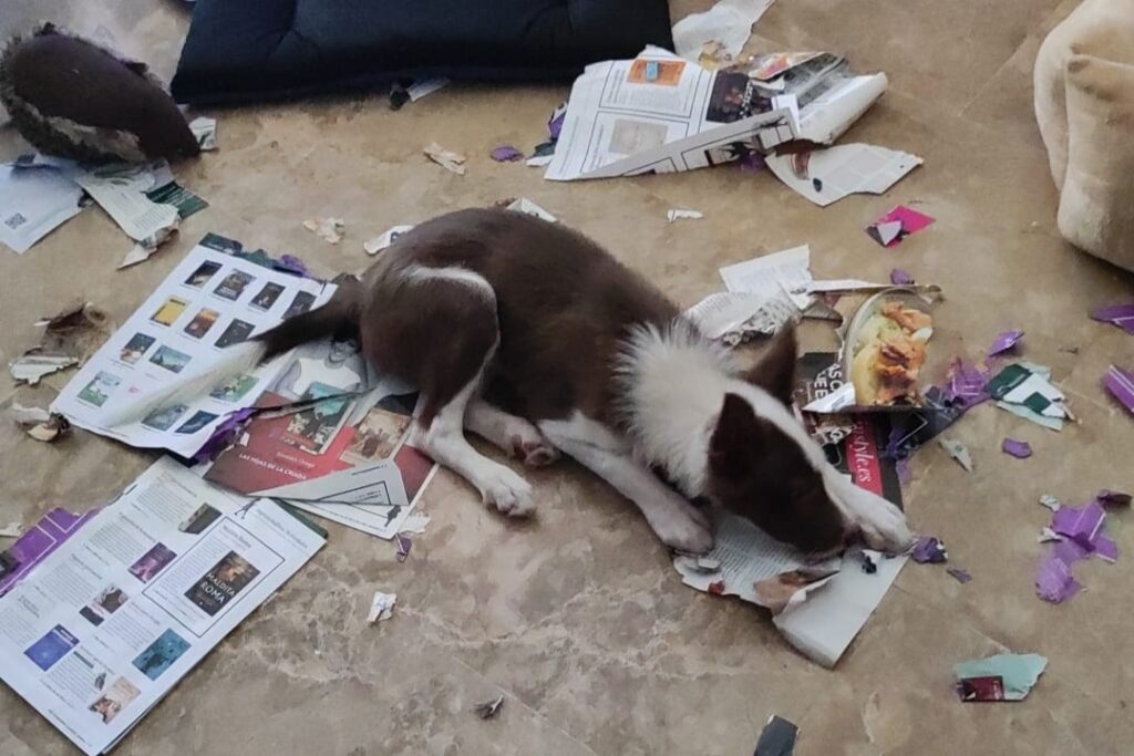 Loki cachorro border collie rodeado de papeles destrozados