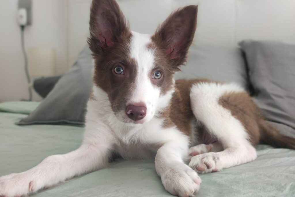 Loki cachorro border collie en casa durante los primeros meses