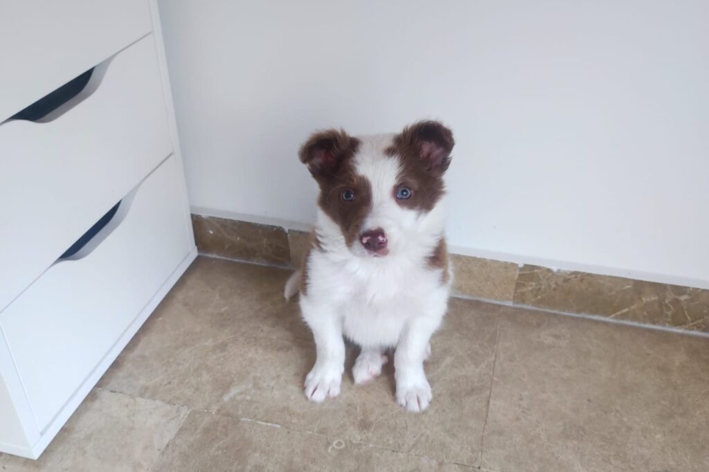 Loki cachorro border collie en el piso recién adoptado