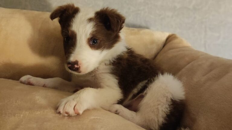 Loki cachorro border collie el día que llegó a casa