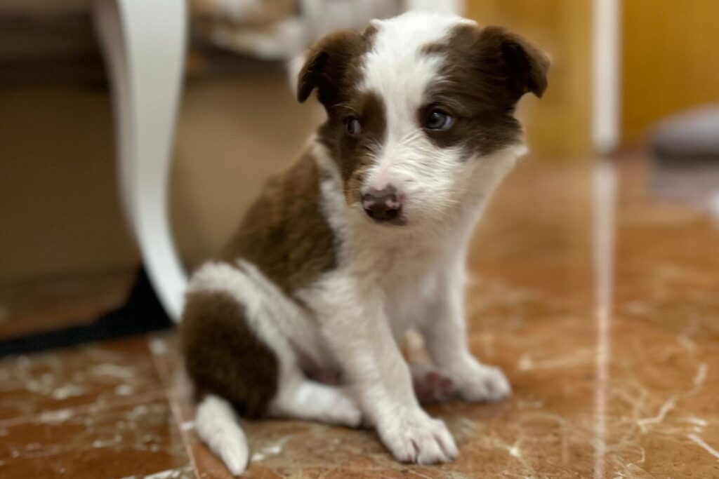 Loki cachorro border collie recién rescatado antes de llegar a casa