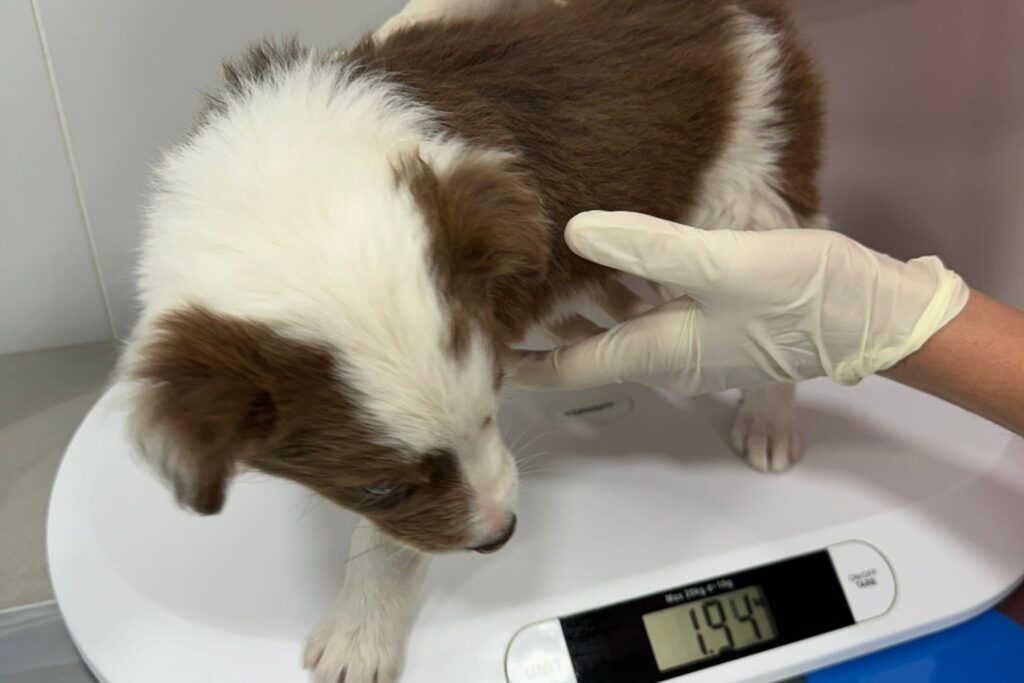 Loki recién rescatado, cachorro de border collie, pesando menos de dos kilos en la báscula del veterinario