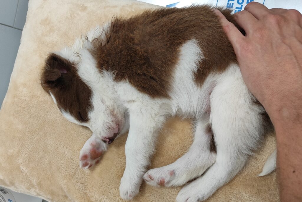 Loki cachorro border collie en el veterinario el día que llegó a casa