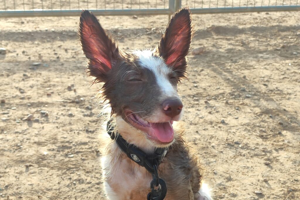 Loki de cachorro sonriendo en Centro Canino Valentia durante sus primeras clases