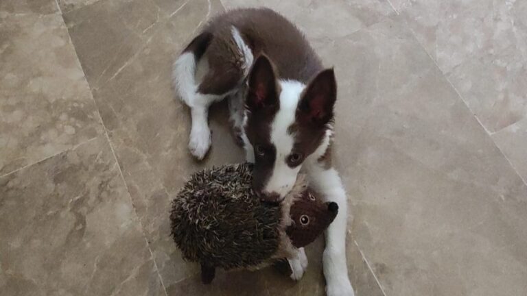 Loki border collie cachorro mirando a cámara con su peluche de erizo