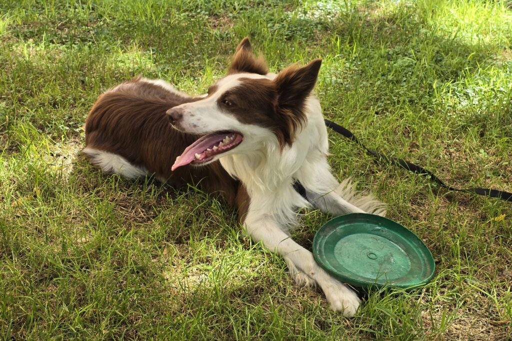 Loki border collie tumbado en la hierba jadeando junto a su disco de disc dog