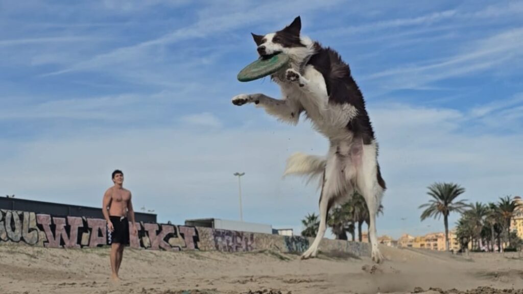 Loki border collie saltando para atrapar el disco en la playa