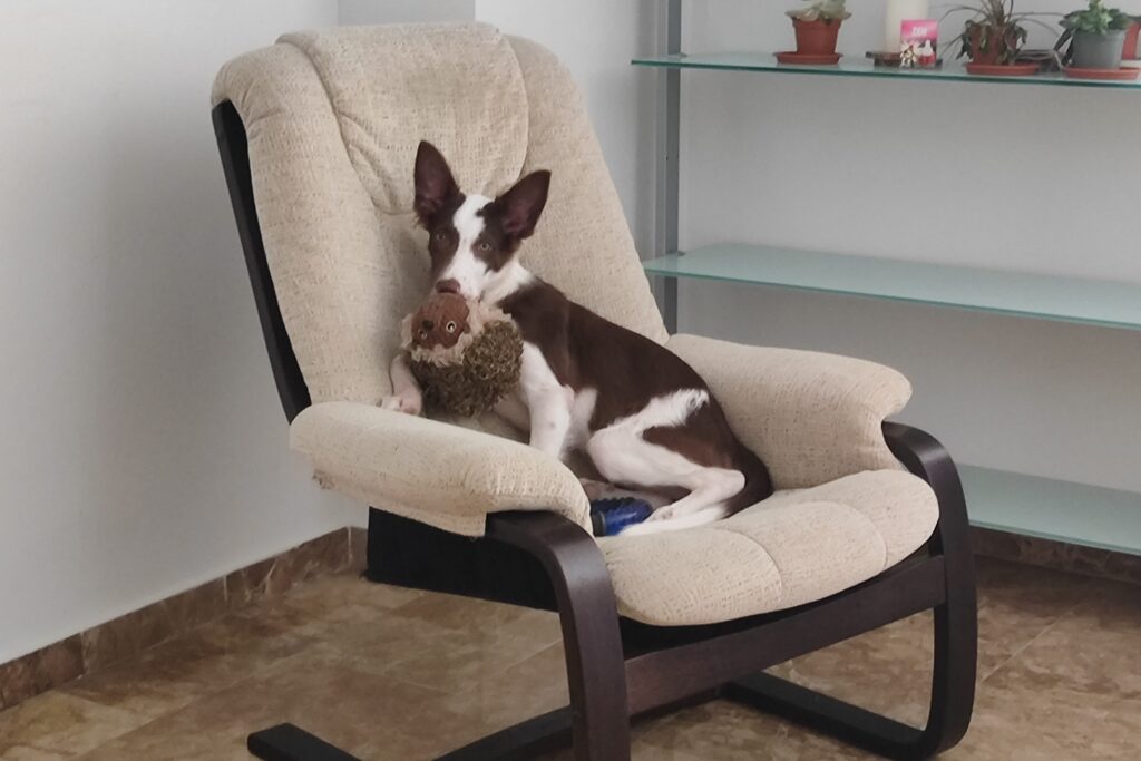 Loki border collie escondido en el sillón con un peluche marrón en la boca