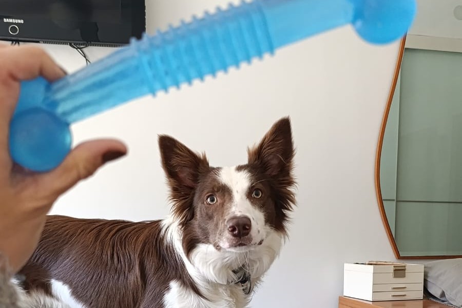Loki border collie mirando expectante su mordedor de silicona azul