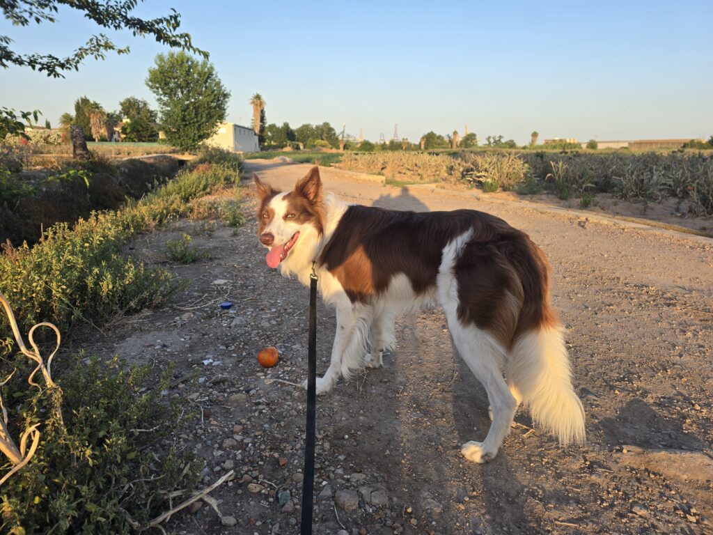 Loki paseando por un camino de la huerta de Valencia al atardecer