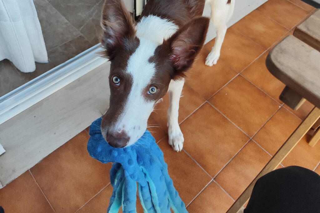 Loki border collie en primer plano con su pulpo de tela azul sin relleno