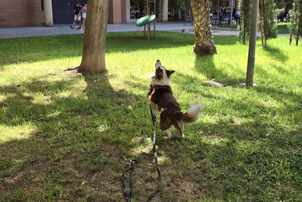 Loki border collie saltando para atrapar un disco en el parque