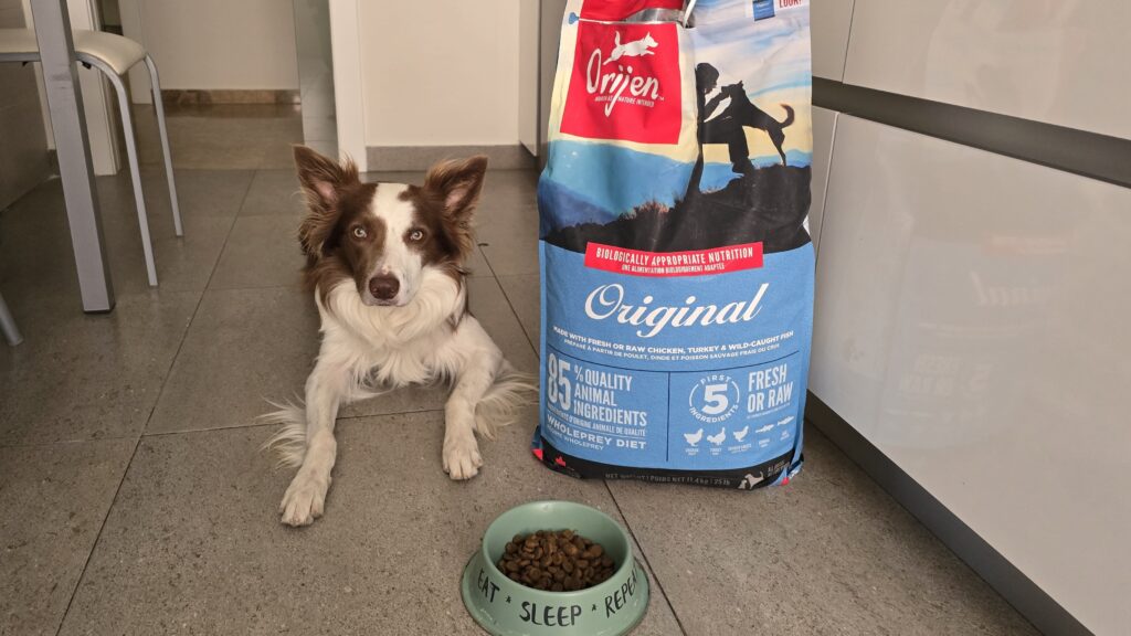 Loki, border collie marrón y blanco, tumbado junto a un saco de Orijen Original de 11,4 kg y su cuenco de pienso