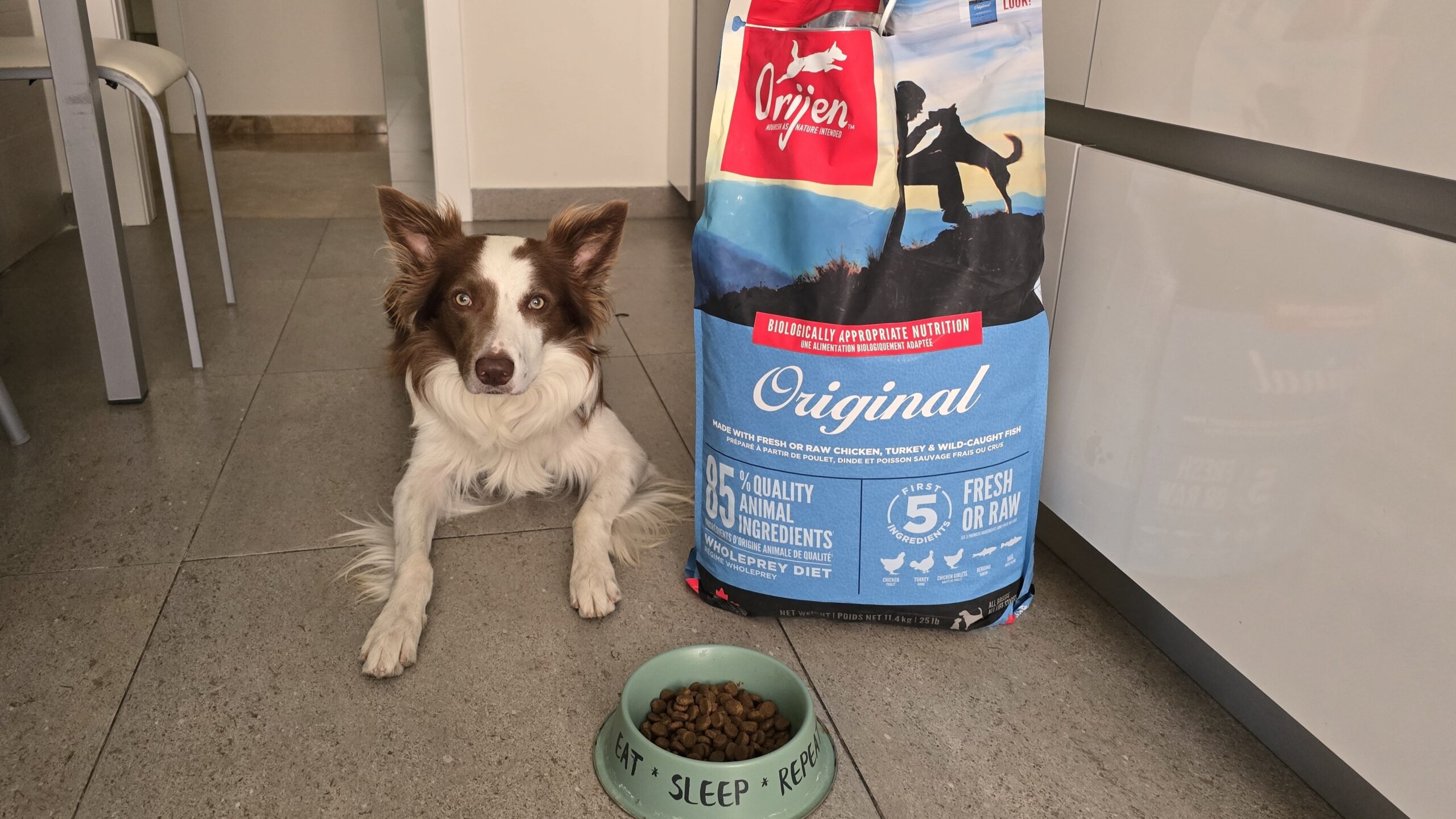 Orijen para border collie: mi experiencia después de 2 años con Loki